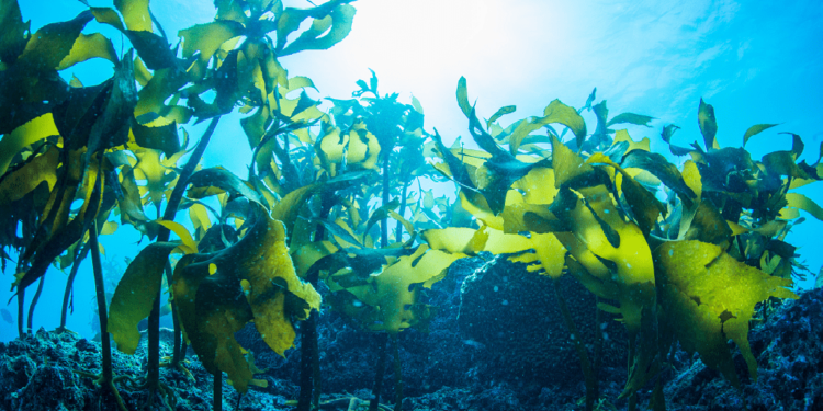 Les plantes sous-marines pourraient lutter contre le changement climatique 2 - Le Progrès Egyptien Les plantes sous-marines pourraient lutter contre le changement climatique 1 - Le Progrès Egyptien