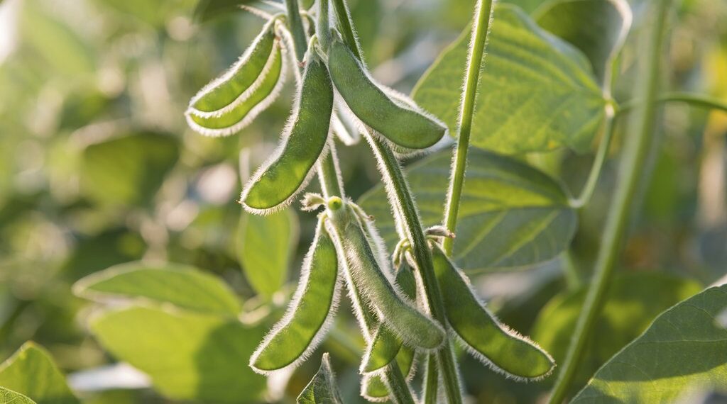 close up of the soy bean