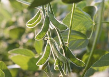 Plantation de soja : Augmenter la production locale d’huiles
