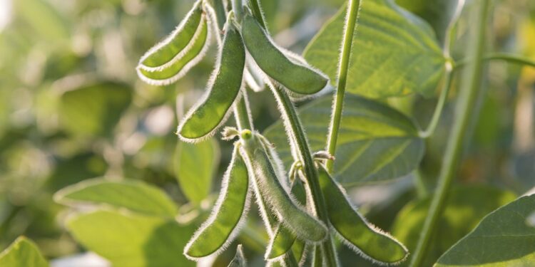 Plantation de soja : Augmenter la production locale d’huiles 1 - Le Progrès Egyptien close up of the soy bean