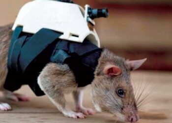 Des animaux à la secousse des sinistrés…