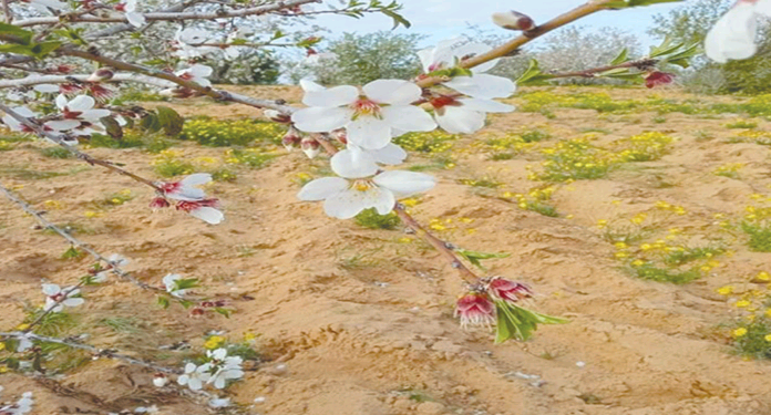 Le désert revêtu de vert au Nord-Sinaï 2 - Le Progrès Egyptien Le désert revêtu de vert au Nord-Sinaï 1 - Le Progrès Egyptien