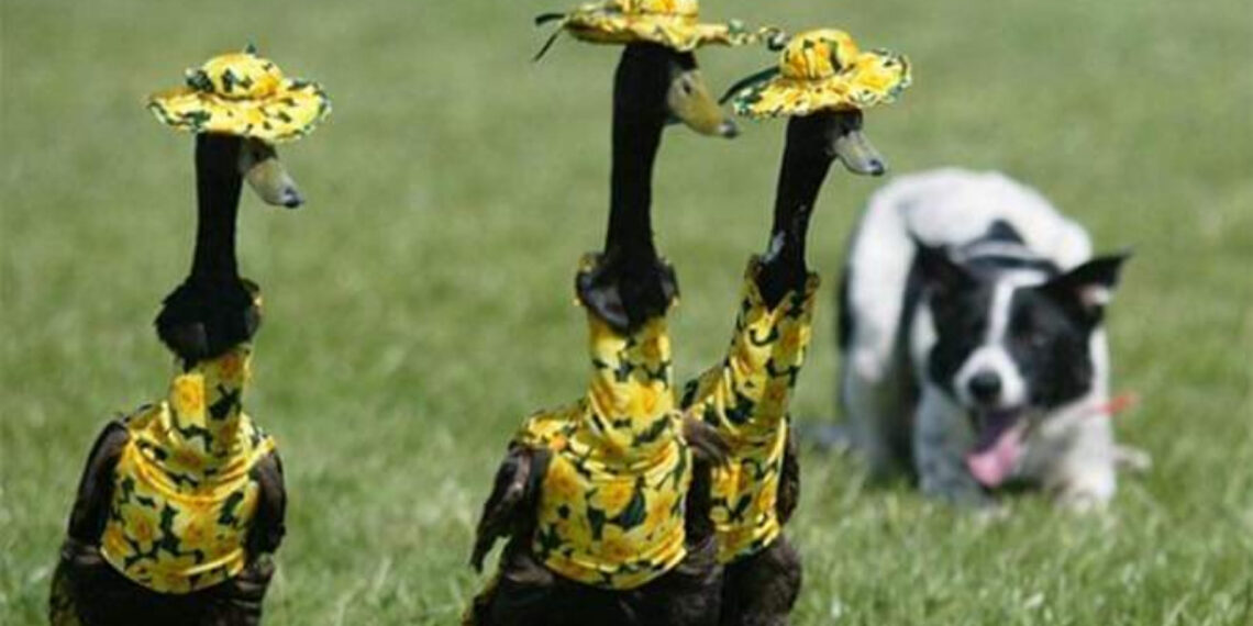 En Australie, des canards dandinent pour leur fashion-show 2 - Le Progrès Egyptien En Australie, des canards dandinent pour leur fashion-show 1 - Le Progrès Egyptien