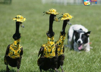 En Australie, des canards dandinent pour leur fashion-show