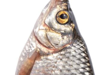 Les histoires de grand-mère