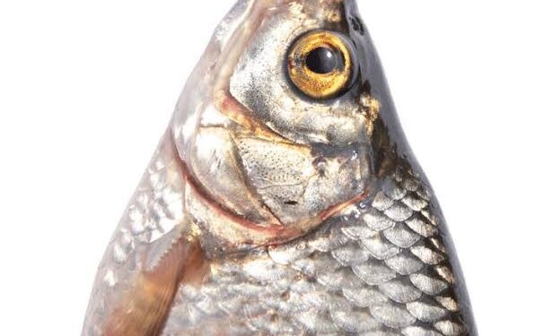 Les histoires de grand-mère 1 - Le Progrès Egyptien