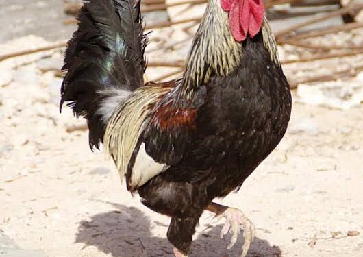 A’nde Oum Terter 1 - Le Progrès Egyptien