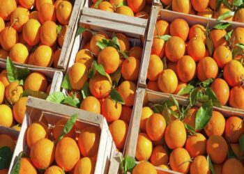 L’Egypte est le plus grand exportateur d’oranges au Brésil