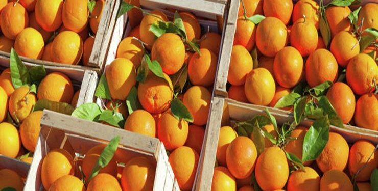 L’Egypte est le plus grand exportateur d’oranges au Brésil 2 - Le Progrès Egyptien L’Egypte est le plus grand exportateur d’oranges au Brésil 1 - Le Progrès Egyptien