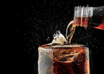 L’alternative zéro calorie augmente les risques d’attaque cardiaque