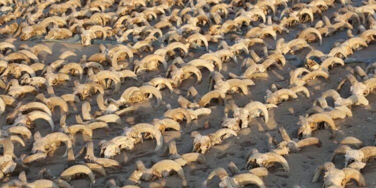 <strong>Une découverte exceptionnelle à Abydos</strong> 1 - Le Progrès Egyptien