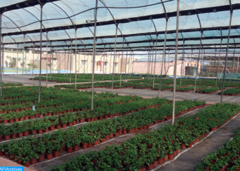 Coup de pouce aux plantes médicinales et aromatiques