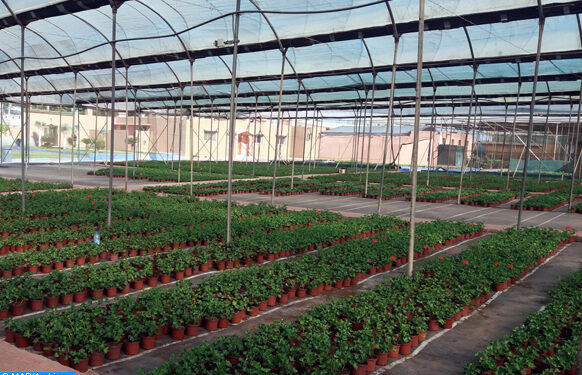A quelques mètres de la plage Tamaris de la commune Dar Bouaaza (province de Nouacer), se situe le projet modèle de pépinière de fleurs et de plantes aromatiques de Hassan Chakboub (56 ans), ex-marocain résidant à létranger. (27/11/16)