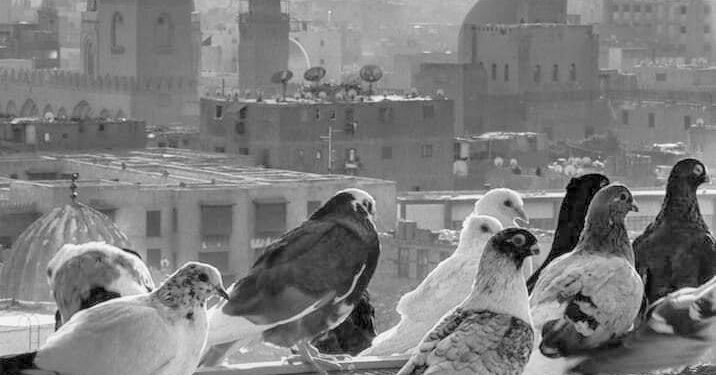 Le Caire, « La ville aux 1000 minarets » 1 - Le Progrès Egyptien