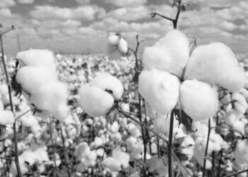 Amélioration de la souche de coton de longue fibre