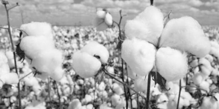 Amélioration de la souche de coton de longue fibre 1 - Le Progrès Egyptien