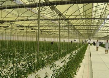 L’agriculture sous serres, un projet intelligent beaucoup plus vaste