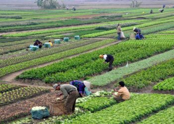 150 mds LE pour le financement de la production agricole et industrielle
