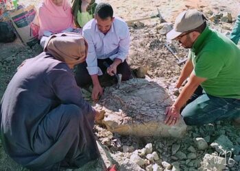 Découverte d’un fossile d’une tortue marine à Kharga 