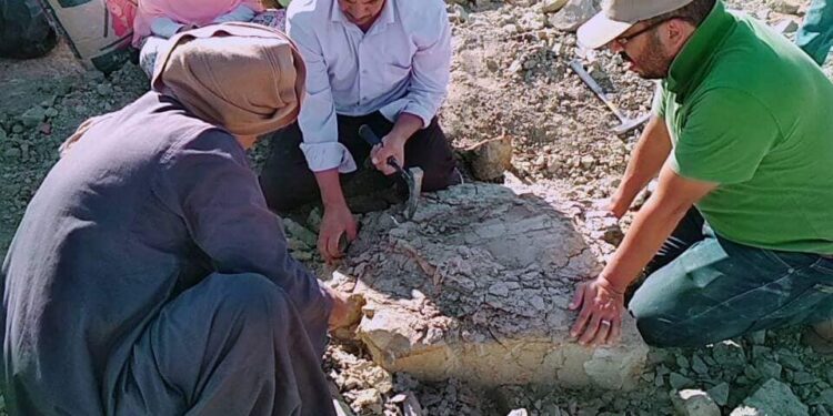 Découverte d'un fossile d'une tortue marine à Kharga  1 - Le Progrès Egyptien