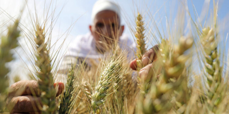 Silos : Hausse de la capacité de stockage du blé 1 - Le Progrès Egyptien