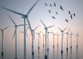 Eolien offshore : Les oiseaux apprennent-ils à éviter la collision ?
