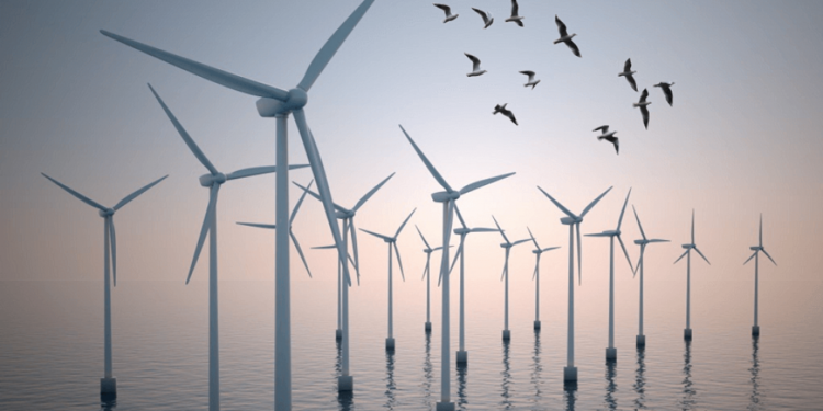Eolien offshore : Les oiseaux apprennent-ils à éviter la collision ? 1 - Le Progrès Egyptien