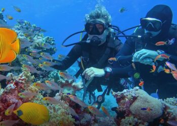 IDSC : L’Egypte compte 209 types de récifs coralliens
