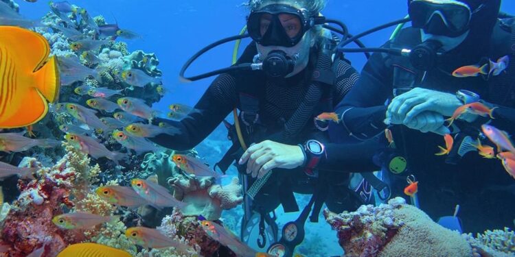 IDSC : L’Egypte compte 209 types de récifs coralliens 2 - Le Progrès Egyptien IDSC : L’Egypte compte 209 types de récifs coralliens 1 - Le Progrès Egyptien