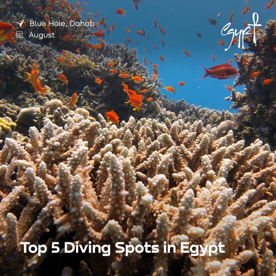 IDSC : L’Egypte compte 209 types de récifs coralliens 4 - Le Progrès Egyptien IDSC : L’Egypte compte 209 types de récifs coralliens 3 - Le Progrès Egyptien