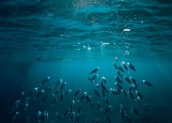 Un record de température pour les océans