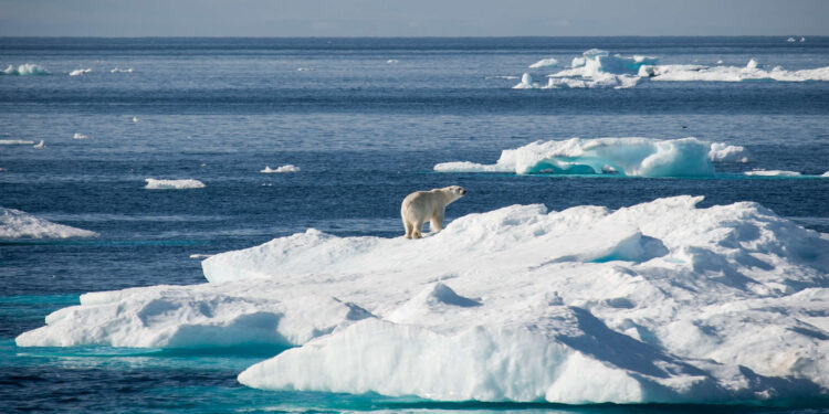 A polar bear moves along sea ice in Baffin Bay. Greenpeace crew and guests travel through Sam Ford Fjord, near Clyde River, Nunavut, to deliver solar panels in Clyde River.