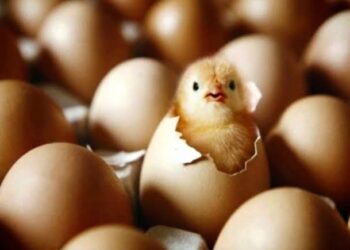 Un proverbe, une histoire