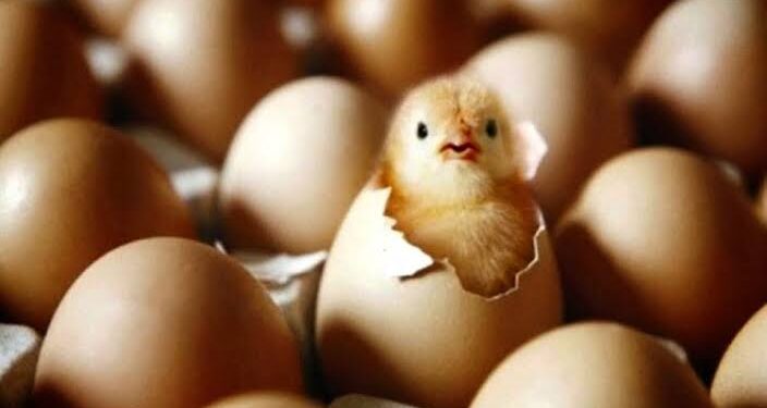 Un proverbe, une histoire 1 - Le Progrès Egyptien