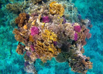 209 types des récifs coralliens en Egypte