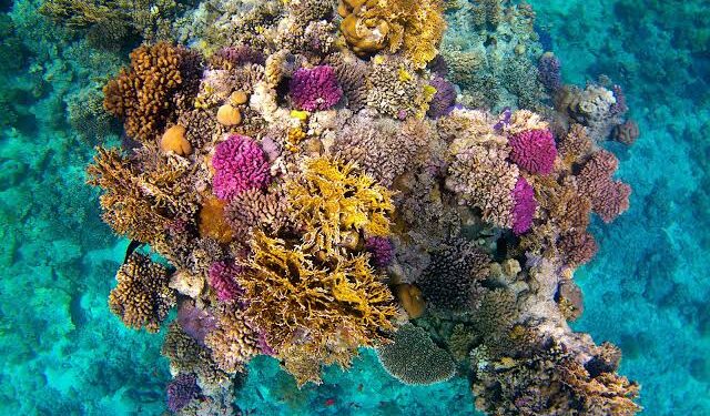 209 types des récifs coralliens en Egypte 1 - Le Progrès Egyptien