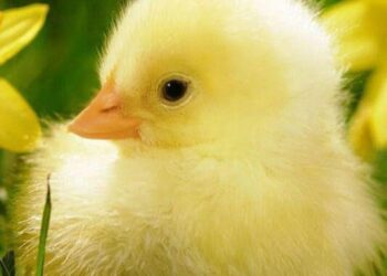 Les histoires de grand-mère