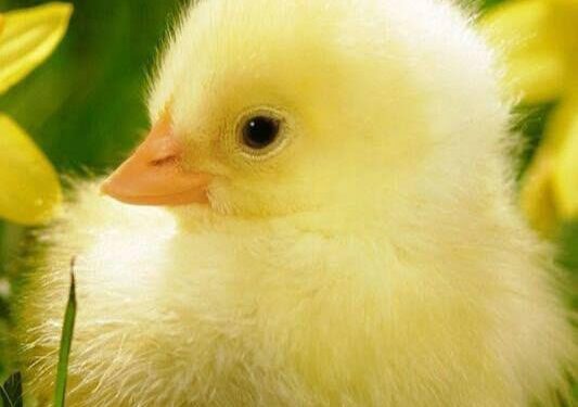 Les histoires de grand-mère 1 - Le Progrès Egyptien