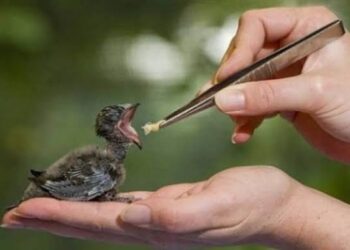 Protéger les animaux (2)