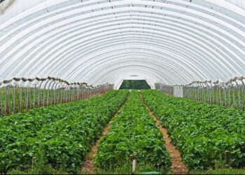 Les serres agricoles… l’avenir vert
