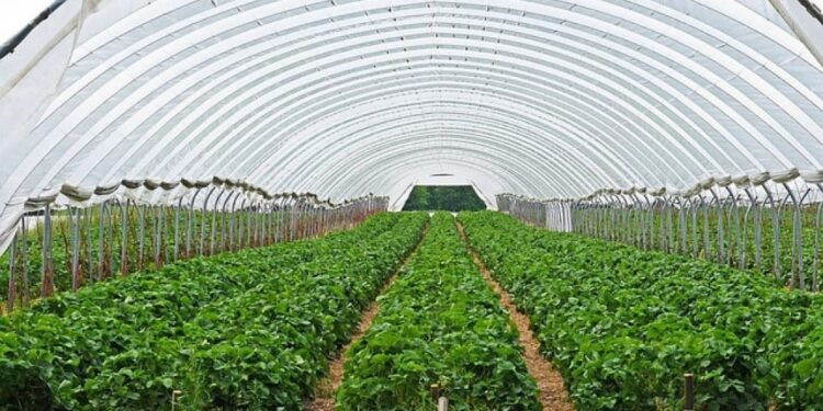 Les serres agricoles... l’avenir vert 1 - Le Progrès Egyptien