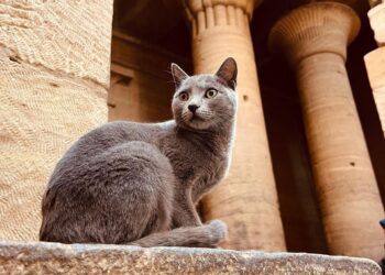 Sur les pas des ancêtres !