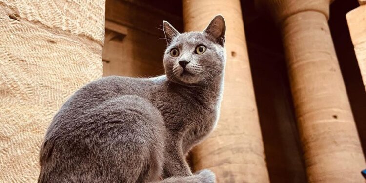 Sur les pas des ancêtres ! 2 - Le Progrès Egyptien Sur les pas des ancêtres ! 1 - Le Progrès Egyptien