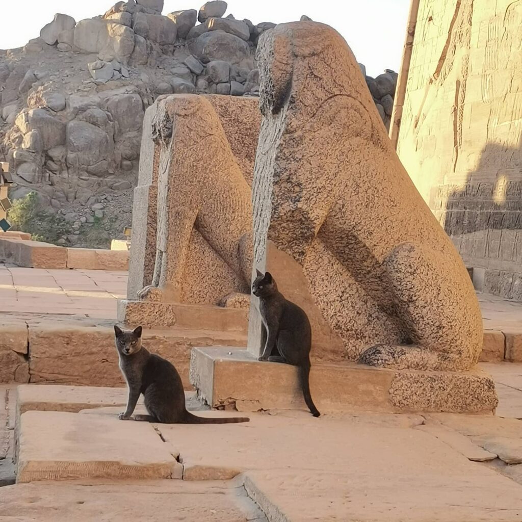 Sur les pas des ancêtres ! 8 - Le Progrès Egyptien Sur les pas des ancêtres ! 7 - Le Progrès Egyptien
