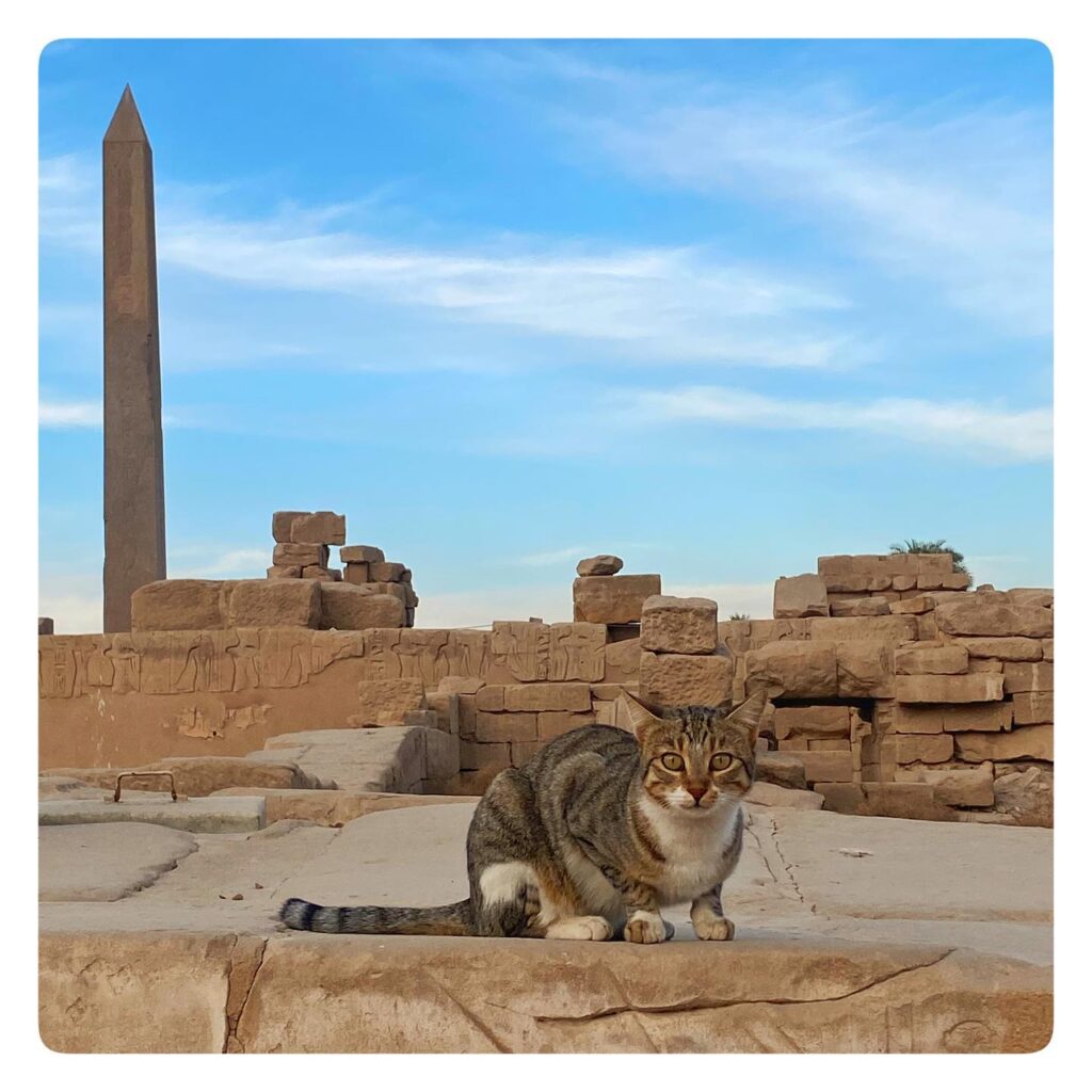 Sur les pas des ancêtres ! 6 - Le Progrès Egyptien Sur les pas des ancêtres ! 5 - Le Progrès Egyptien