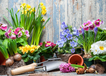 L’amour et le langage des fleurs 