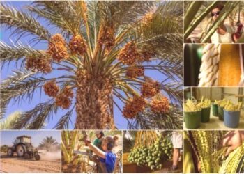 Guinness: L’Égypte bat le record mondial de la plus grande plantation de dattiers 