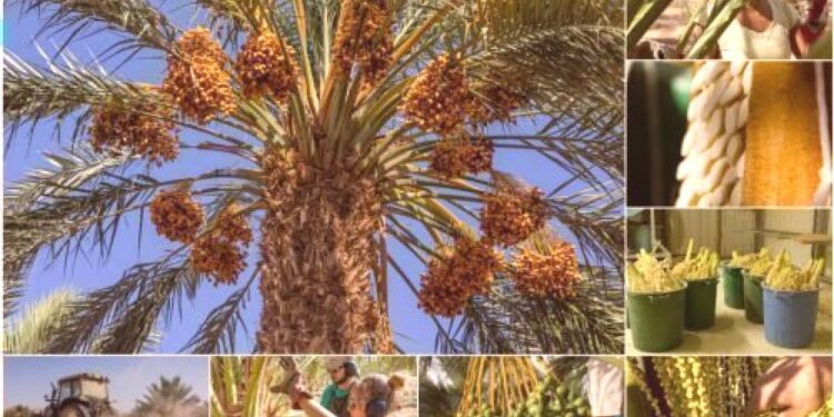 Guinness: L'Égypte bat le record mondial de la plus grande plantation de dattiers  2 - Le Progrès Egyptien Guinness: L'Égypte bat le record mondial de la plus grande plantation de dattiers  1 - Le Progrès Egyptien