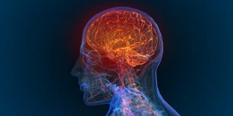 Les ultrasons pour administrer la chimiothérapie dans le cerveau 2 - Le Progrès Egyptien Les ultrasons pour administrer la chimiothérapie dans le cerveau 1 - Le Progrès Egyptien