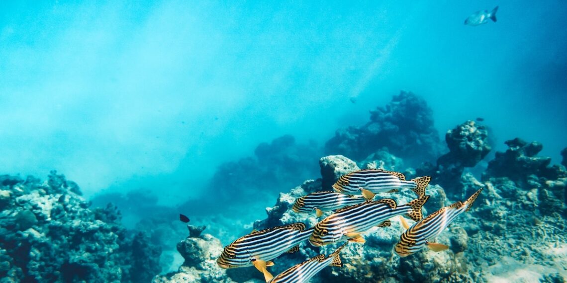 Les océans continuent de se réchauffer 1 - Le Progrès Egyptien